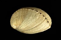 藏品(九孔螺)的圖片